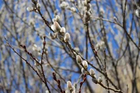 柳树，春天，性质，枝杈，季节，树木