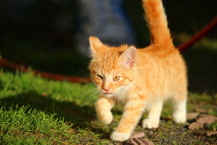 猫，小猫，猫宝宝，幼猫，鲭鱼
