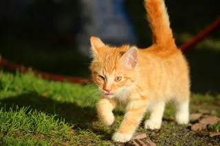 猫，小猫，猫宝宝，幼猫，鲭鱼