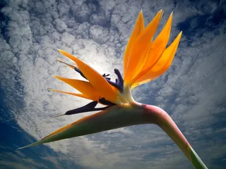 开花，鹤望兰，鲜花，鸟花