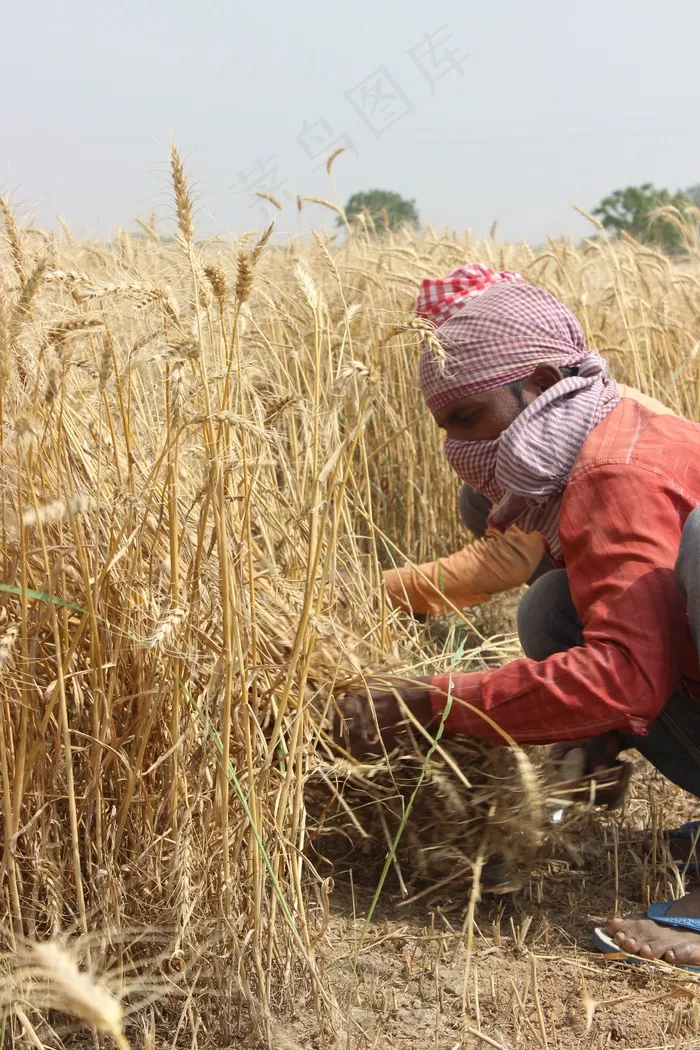 麦田，旁遮普邦，帕蒂亚拉，男子，农夫，印度