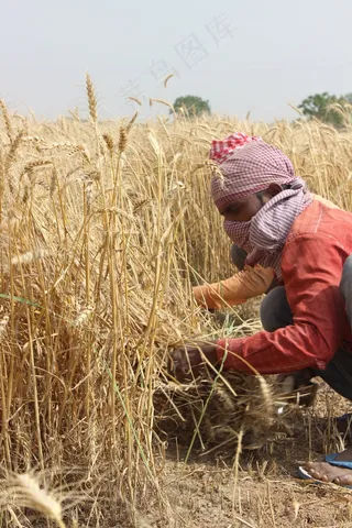 麦田，旁遮普邦，帕蒂亚拉，男子，农夫，印度