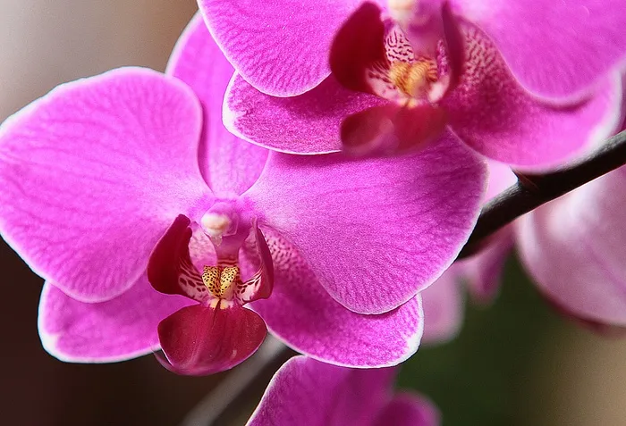 兰花，花，兰花，特写，盛开，性质