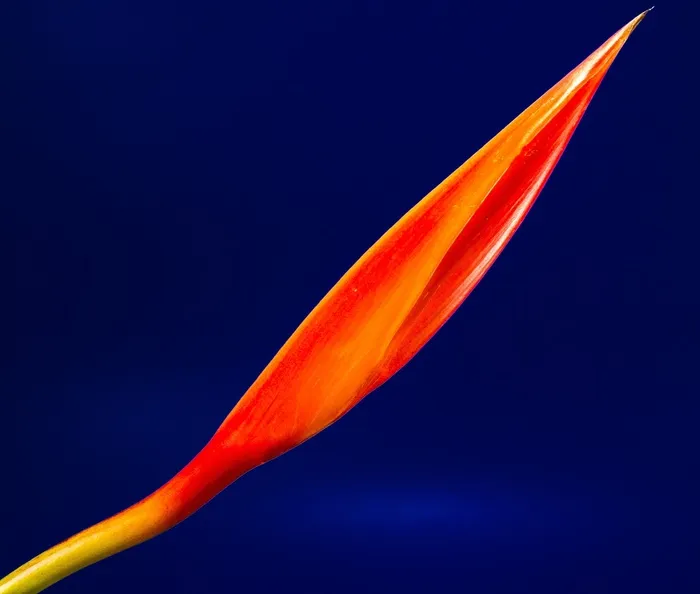 鹤望兰，开花，花，红色，橙色，黄色