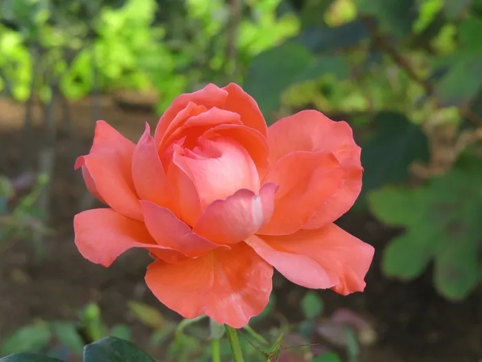 玫瑰，花，野花，花的，植物，自然