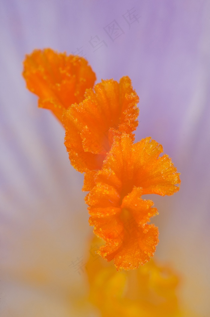 雄蕊，藏红花，橙色，紫，花卉，宏，性质