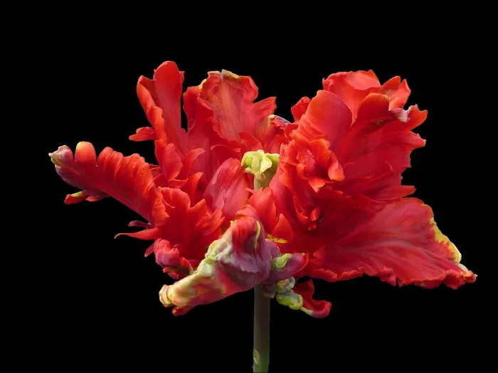 花，鹦鹉郁金香，红色，洛可可式