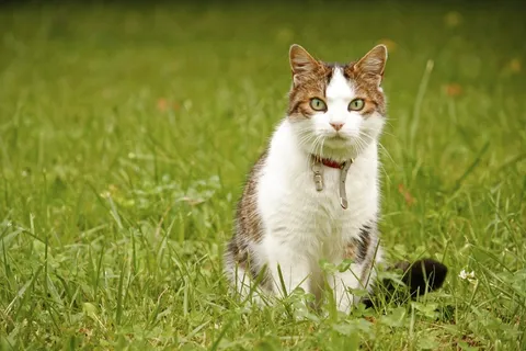 猫,动物,家猫,Mieze,发现,花园 猫,动物,家猫,Mieze,发现,花园