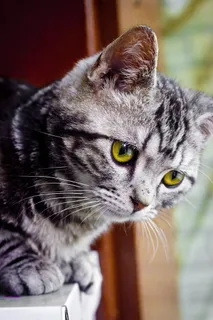 基蒂，孟冲，可爱