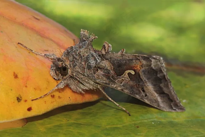 动物，莫特，蝴蝶，布拉塔，昆虫，叶子，花园