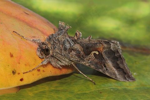 动物，莫特，蝴蝶，布拉塔，昆虫，叶子，花园