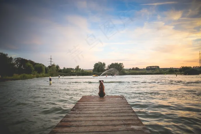 狗，宠物，木墩，湖泊，江，拓荒，水，游泳