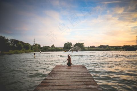 狗，宠物，木墩，湖泊，江，拓荒，水，游泳