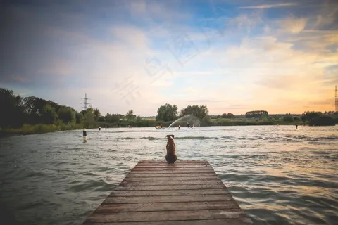 狗，宠物，木墩，湖泊，江，拓荒，水，游泳