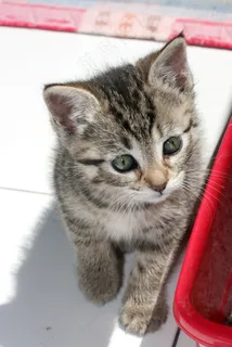 猫，小猫，鼓励，动物，加塔猫，宠物，猫脸