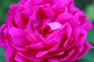 粉红色，玫瑰，开花，厂，花，性质