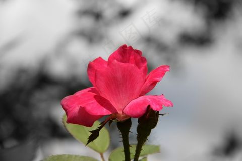 玫瑰，花，盛开，花的，开花，花瓣，异国情调