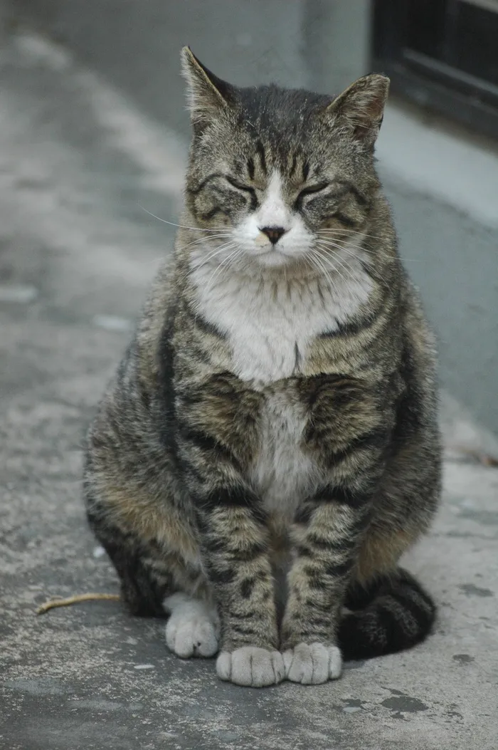 猫，胡同，流浪猫