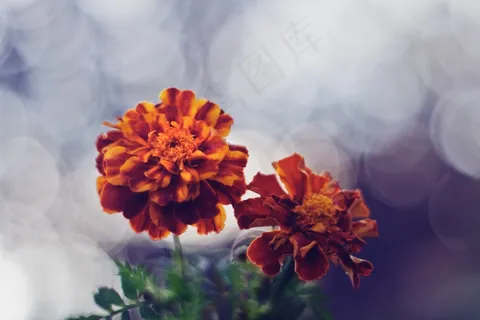 花,花,散景 花,花,散景