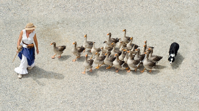 鸟类,雁鹅,卡通动漫人物,灰鹅,玩具,女人与鹅和狗的地下图