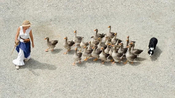 鸟类,雁鹅,卡通动漫人物,灰鹅,玩具,女人与鹅和狗的地下图