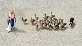 鸟类,雁鹅,卡通动漫人物,灰鹅,玩具,女人与鹅和狗的地下图