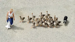 鸟类,雁鹅,卡通动漫人物,灰鹅,玩具,女人与鹅和狗的地下图