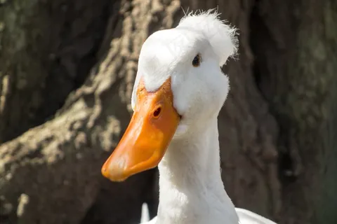 凤头鸭，鸭，德雷克，易洛魁，鸟，鸭鸟