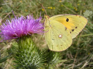 硫磺蝴蝶，蝴蝶，黄色，昆虫纲，草