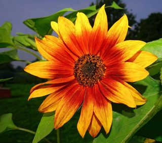 开花，太阳花，黄色，花，夏天