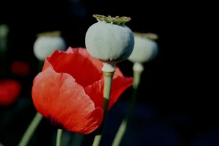 花，罂粟，盛开，红色，花瓣，精致，脆弱