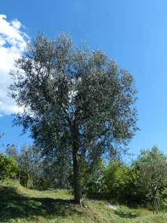 树,橄榄树,油橄榄,真正的树,油橄榄 树,橄榄树,油橄榄,真正的树,油橄榄