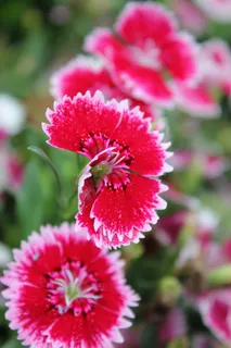 花,红色,雏菊,春天 花,红色,雏菊,春天