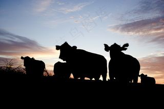 牛，放牧，剪影，农场，牧场，牧场，牛