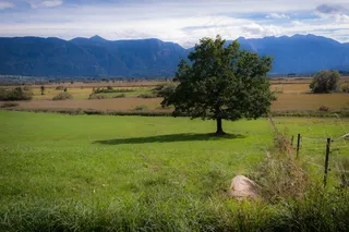 树，孤独，系泊，苔，Murnau系泊，孤独