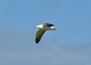 海鸥，沧海，鸟，水，动物，风，自然，蓝色