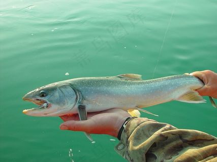 三文鱼，钓鱼，鱼，阿拉斯加，多莉·瓦尔登