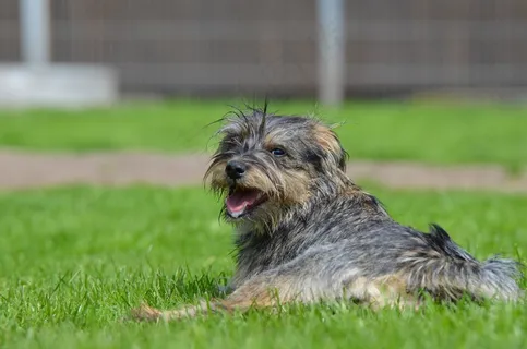 有趣的杂种，乌什里格，雪纳瑞​​混合，幼犬