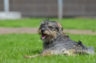 有趣的杂种，乌什里格，雪纳瑞​​混合，幼犬
