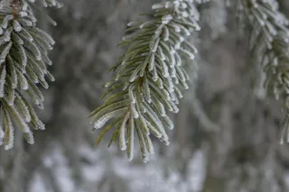 冬季，冷杉，冰，弗罗斯特，成熟，霜，寒冬