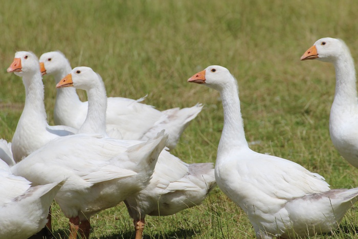 鹅，家鹅，白，鹅，宠物，动物