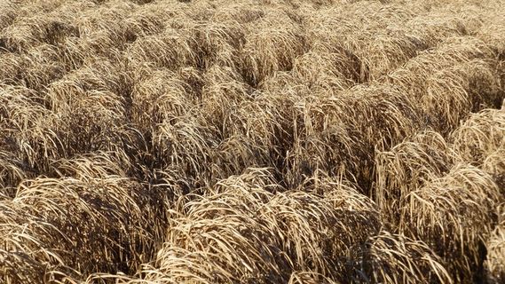 芦苇，金棕，草，干