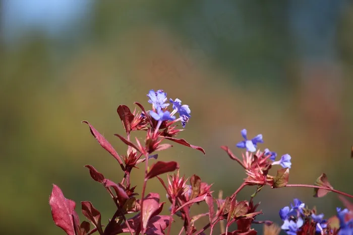 秋，开花，蓝色，花，性质，花园