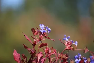 秋，开花，蓝色，花，性质，花园