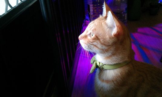 猫，凝胶评论，宠物