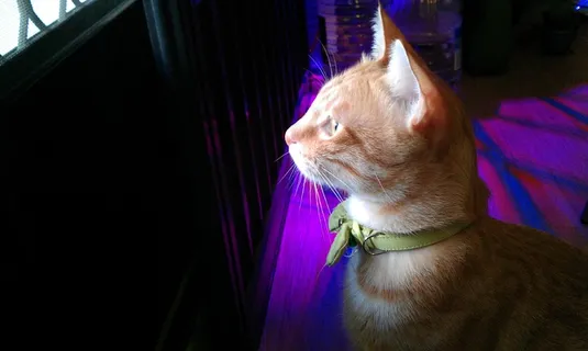 猫，凝胶评论，宠物