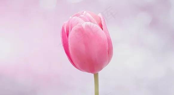花,郁金香,开花,粉色,粉彩 花,郁金香,开花,粉色,粉彩