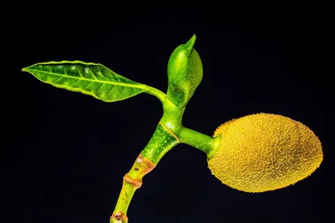 杰克,年轻的菠萝蜜,杰克水果,热带,关闭 杰克,年轻的菠萝蜜,杰克水果,热带,关闭