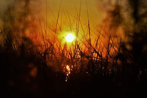 日落，草，夏天，自然，太阳，风景，天空