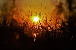 日落，草，夏天，自然，太阳，风景，天空